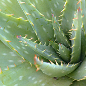 Aloe Vera plant