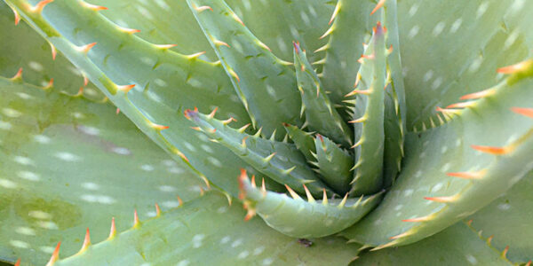 Aloe Vera plant