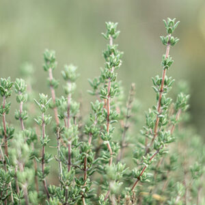 Thyme