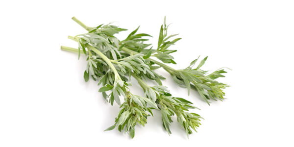 Wormwood-Herb