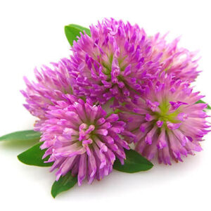 Red Clover Flower