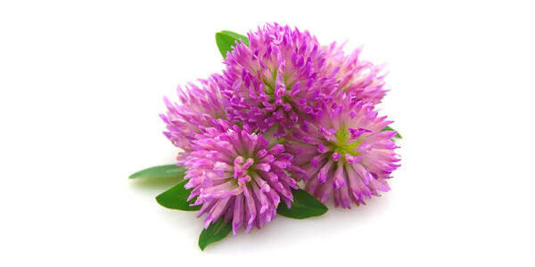 Red Clover Flower