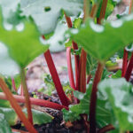 Rhubarb Root