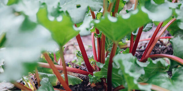 Rhubarb Root