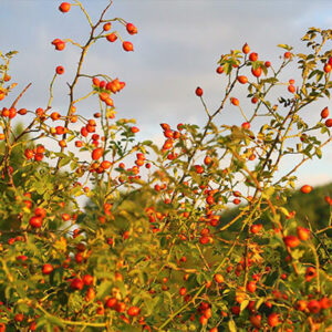 Rose Hips