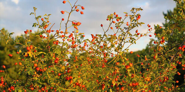 Rose Hips