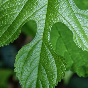 Sassafras Leaf