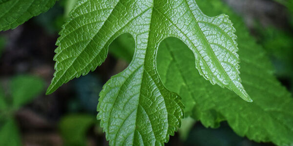 Sassafras Leaf