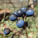 Saw Palmetto Berry