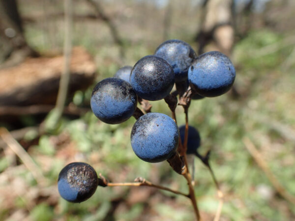 Saw Palmetto Berry