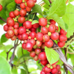 Schisandra Berry