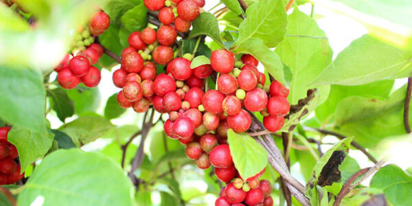 Schisandra Berry