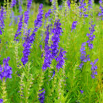 Skullcap Herb