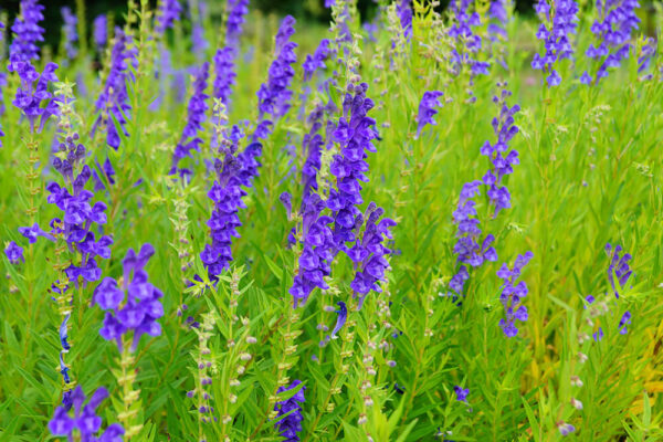 Skullcap Herb