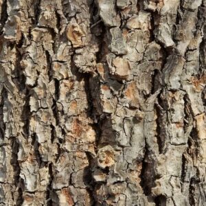 Slippery Elm Bark