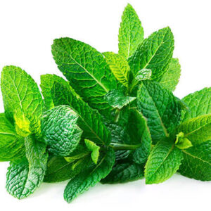 Spearmint