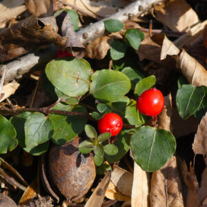 Squaw Vine Herb