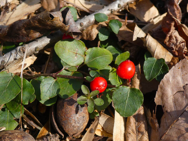 Squaw Vine Herb