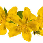 St John Wort