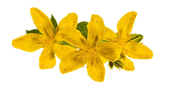 St John Wort