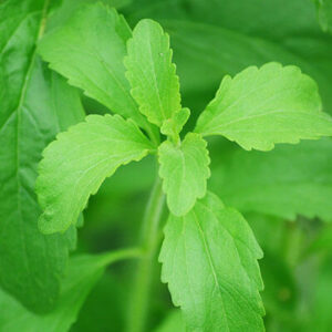 Stevia