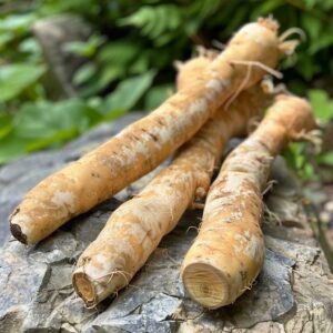 Wild Yam Root