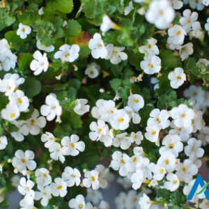 Bacopa Leaf