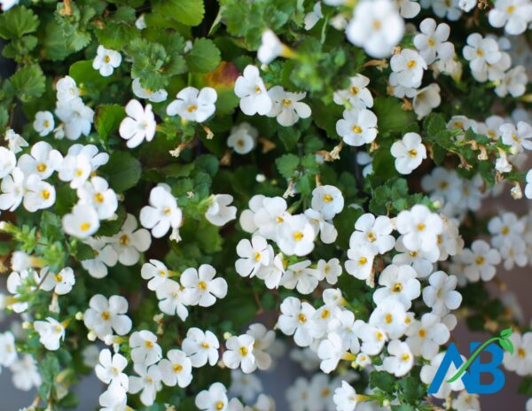 Bacopa Leaf