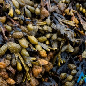 Bladderwrack