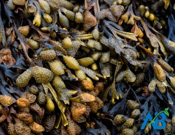 Bladderwrack