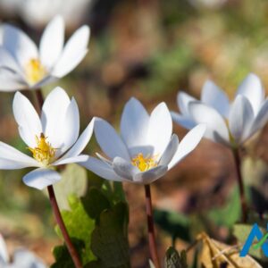 Blood Root