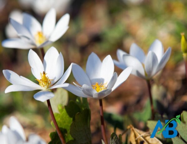 Blood Root