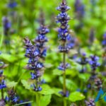 Bugleweed Herb