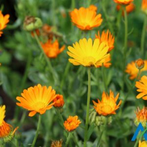 Calendula Flower