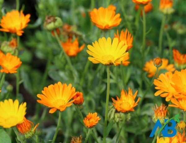 Calendula Flower