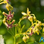 Epimedium Herb