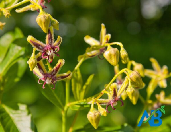 Epimedium Herb